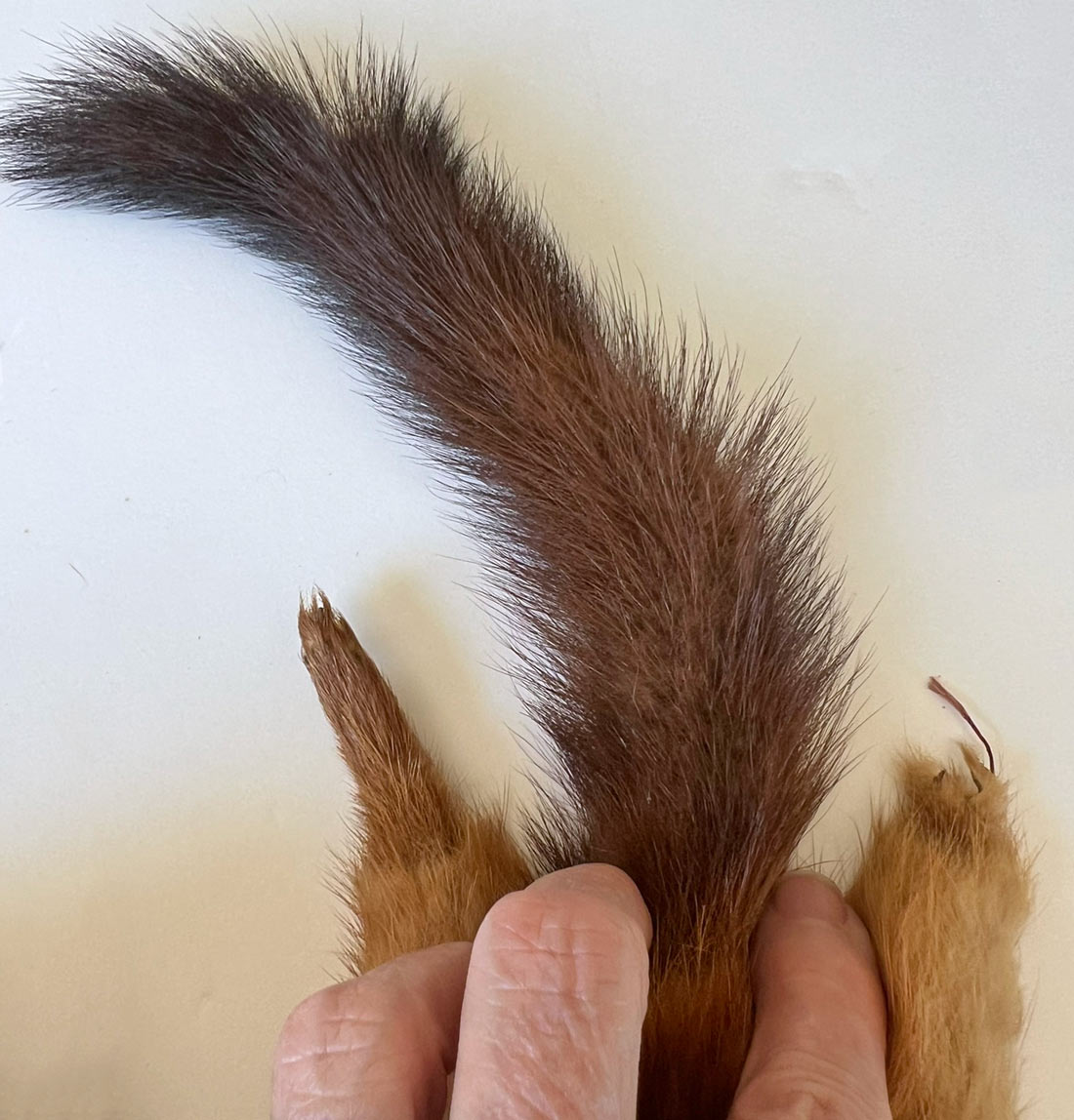 Vintage Red Marten Fur Stole 4 Pelts 30s 40s VFG